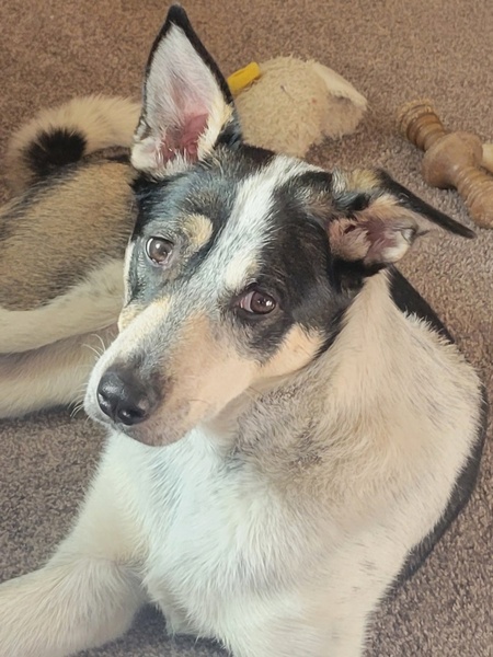 Entry image for Finley. Clicking this image will show a larger photo