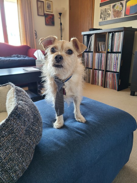 Entry image for Fritz. Clicking this image will show a larger photo