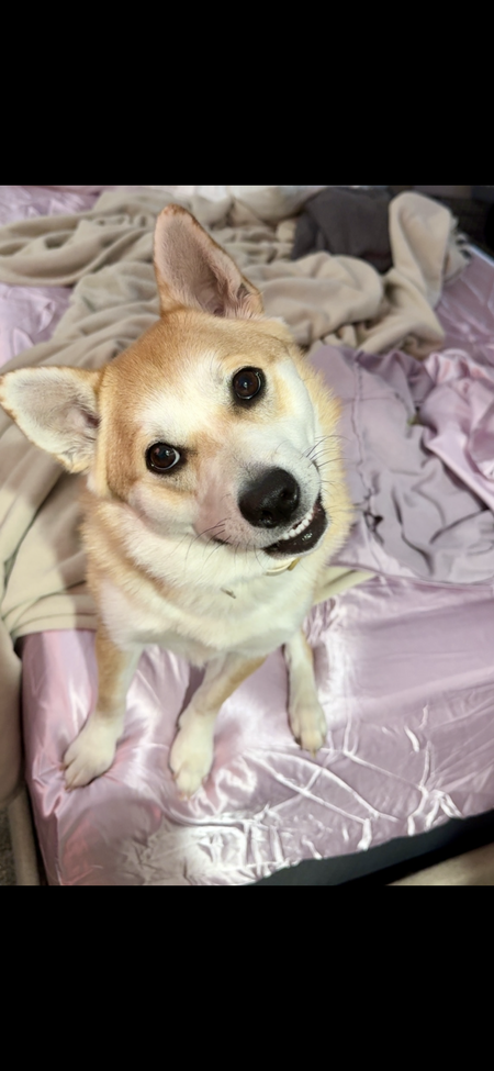 Entry image for Mabel. Clicking this image will show a larger photo