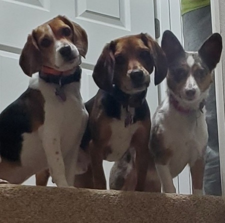 Entry image for Groot, Mozzy, Millie. Clicking this image will show a larger photo