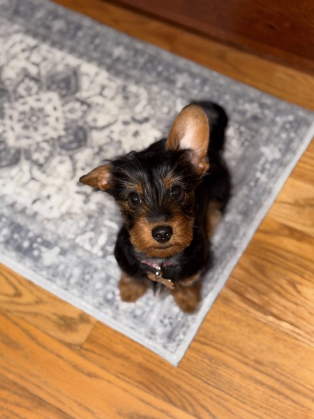Entry image for Tilly. Clicking this image will show a larger photo