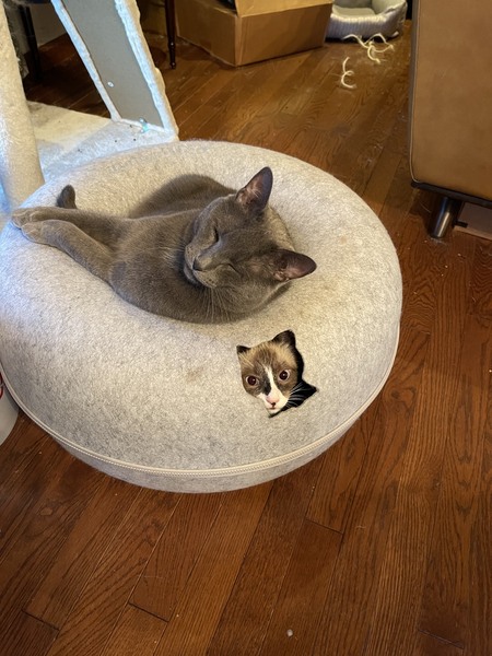 Entry image for Peek-a-Boo Remy with Shadow. Clicking this image will show a larger photo