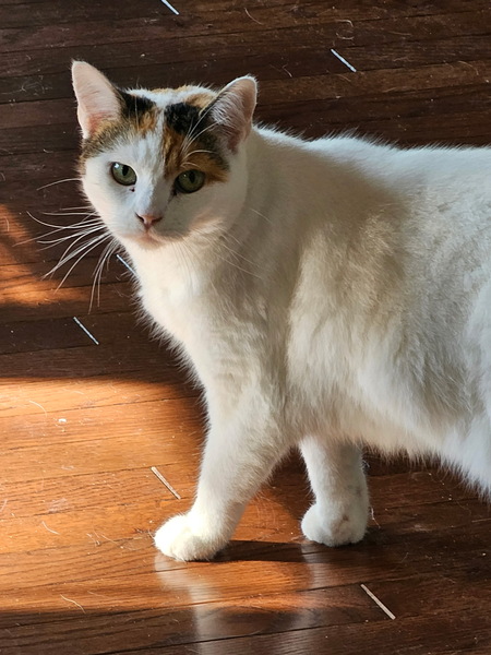 Entry image for Trixie (Amelia Earhart Aviatrix). Clicking this image will show a larger photo