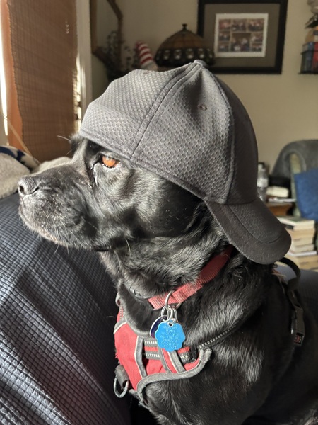 Entry image for Moose. Clicking this image will show a larger photo