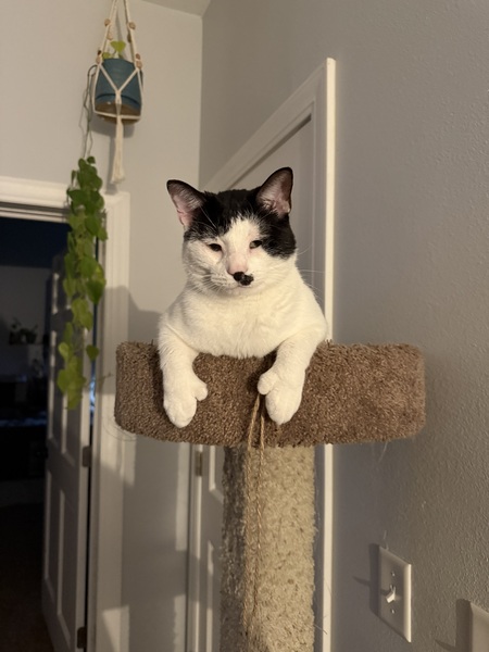 Entry image for Charlie. Clicking this image will show a larger photo