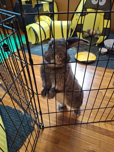 Entry image for Thumper. Clicking this image will show a larger photo