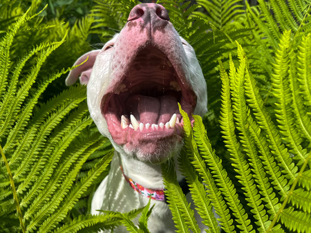 Entry image for Gojo. Clicking this image will show a larger photo