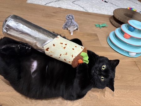 Entry image for Figgy. Clicking this image will show a larger photo