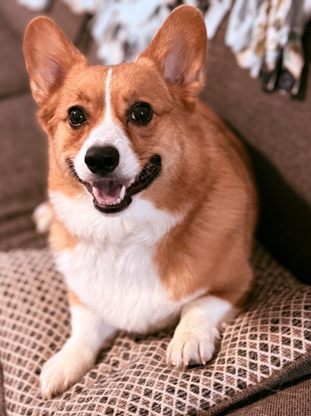 Entry image for Remy. Clicking this image will show a larger photo