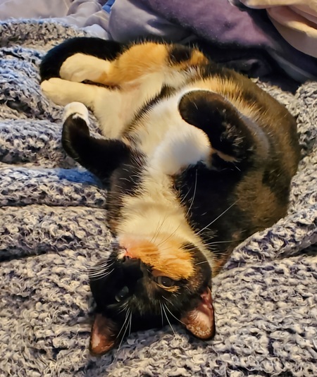 Entry image for Ms. Olive Lulu Bell (when in trouble) or Olive (when not in trouble). Clicking this image will show a larger photo