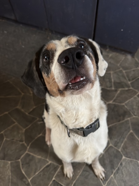 Entry image for sir remington peabody the 3rd. Clicking this image will show a larger photo