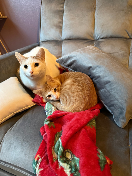 Entry image for Theodore and Sonic. Clicking this image will show a larger photo