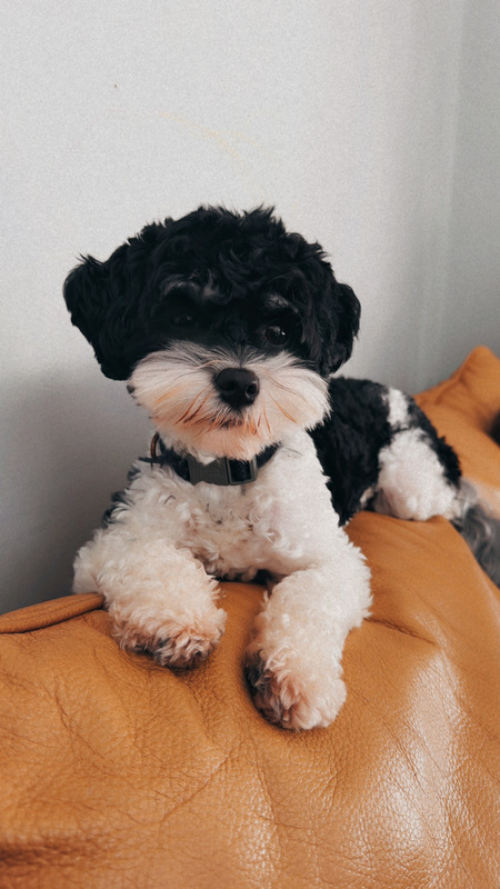 Entry image for Pepper. Clicking this image will show a larger photo