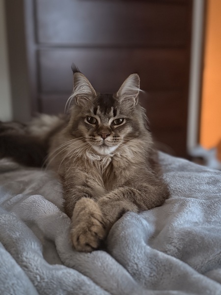 Entry image for Kaska . Clicking this image will show a larger photo
