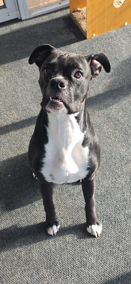 Entry image for Frankie. Clicking this image will show a larger photo