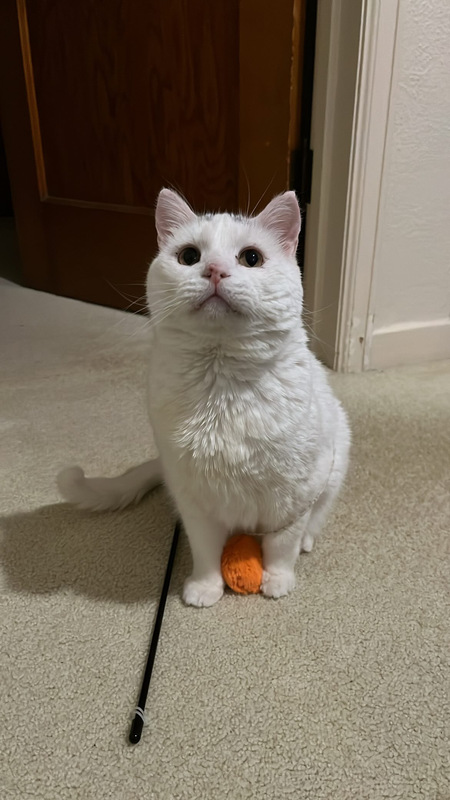 Entry image for Freddie Meowcury. Clicking this image will show a larger photo