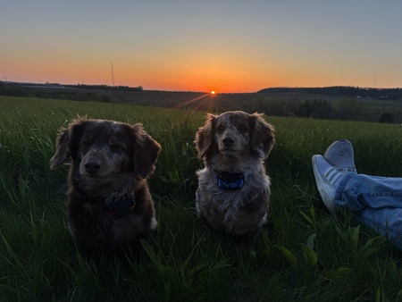 Entry image for Cooper and Winston. Clicking this image will show a larger photo