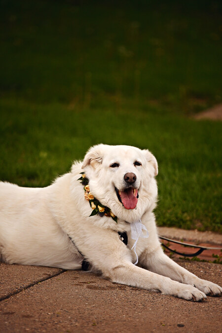 Entry image for Casper. Clicking this image will show a larger photo