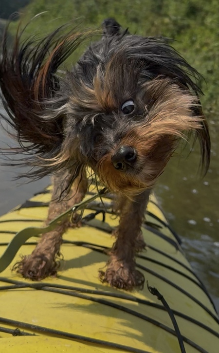 Entry image for Gizzy. Clicking this image will show a larger photo