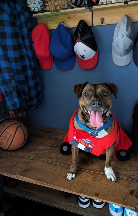 Entry image for Rocky . Clicking this image will show a larger photo