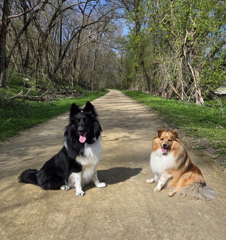 Entry image for Roxy and Lulu. Clicking this image will show a larger photo