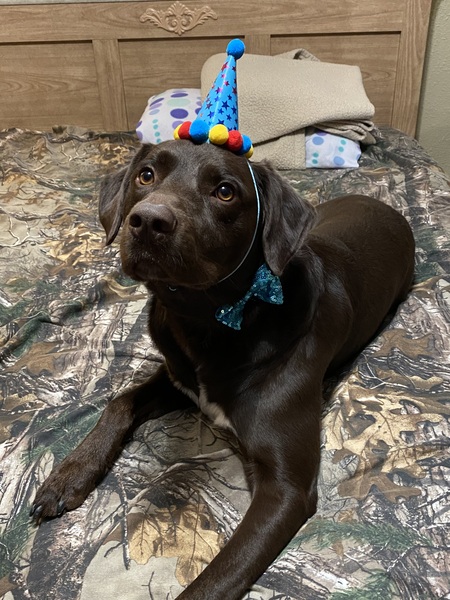 Entry image for Moose. Clicking this image will show a larger photo