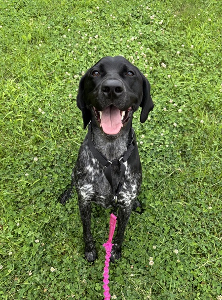 Entry image for Macy. Clicking this image will show a larger photo