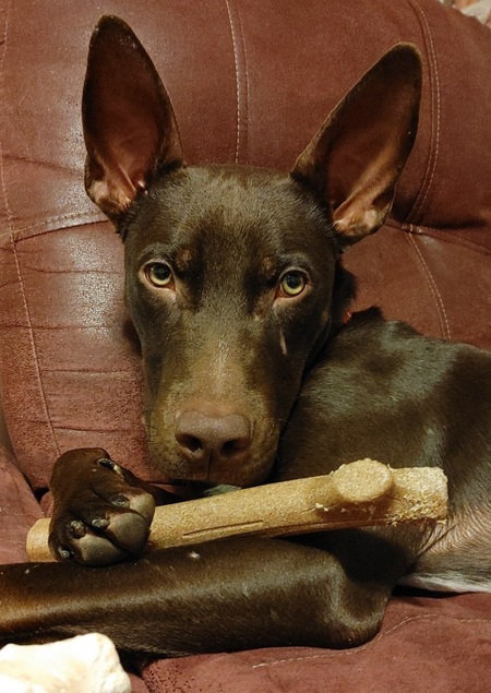 Entry image for Jettson. Clicking this image will show a larger photo