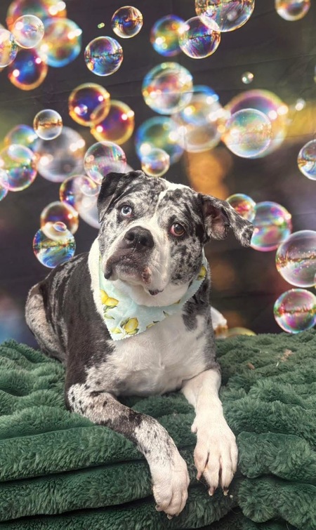 Entry image for Bella. Clicking this image will show a larger photo