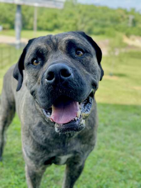 Entry image for Zeus. Clicking this image will show a larger photo
