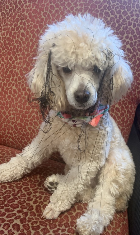 Entry image for Teddy. Clicking this image will show a larger photo