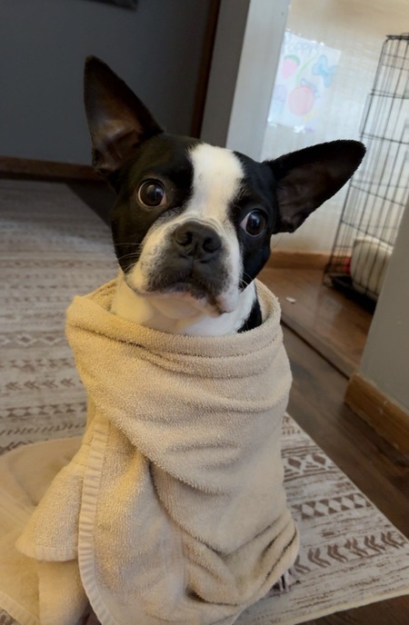 Entry image for Poppy. Clicking this image will show a larger photo