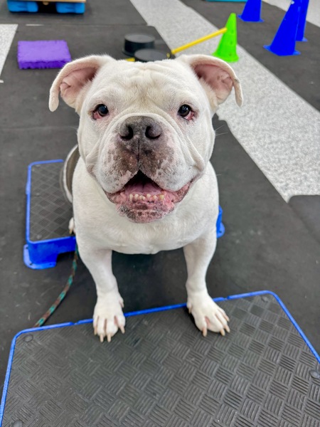 Entry image for Louie. Clicking this image will show a larger photo