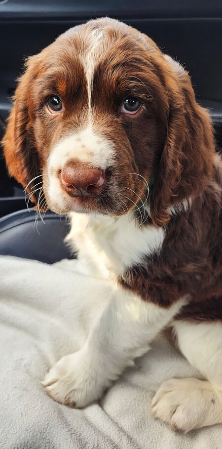 Entry image for Teddy. Clicking this image will show a larger photo