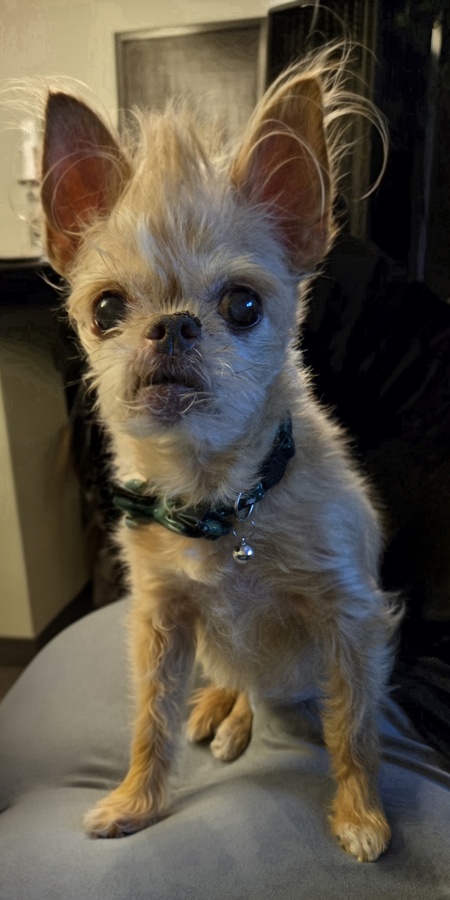 Entry image for Phoebe . Clicking this image will show a larger photo
