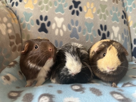 Entry image for Chocolate Milk, MooMoo and 2% . Clicking this image will show a larger photo
