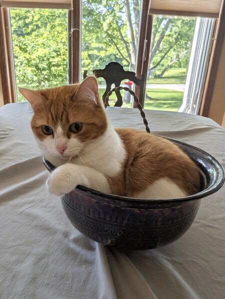 Entry image for Belle. Clicking this image will show a larger photo