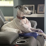 Entry image for Lily