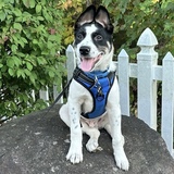 Entry image for Rex (formerly Tamale)
