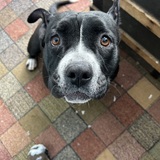 Entry image for Lily
