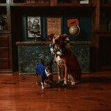 Entry image for Nellie & Templeton