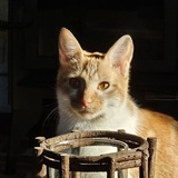 Entry image for Cheezit