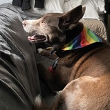 Entry image for Buddy