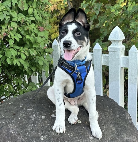 Entry image for Rex (formerly Tamale). Clicking this image will show a larger photo