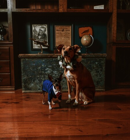 Entry image for Nellie & Templeton. Clicking this image will show a larger photo