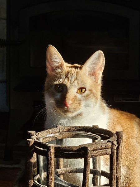 Entry image for Cheezit. Clicking this image will show a larger photo