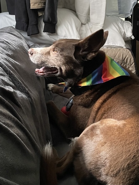 Entry image for Buddy. Clicking this image will show a larger photo