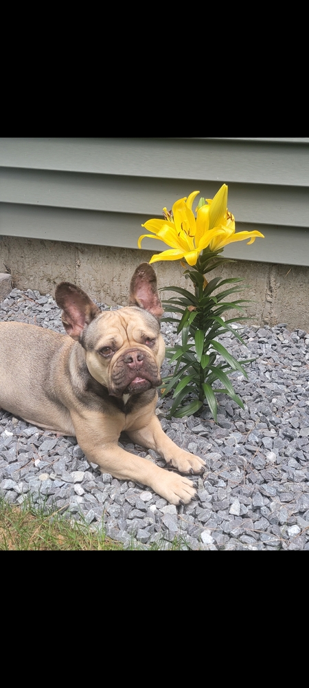 Entry image for Zoey. Clicking this image will show a larger photo