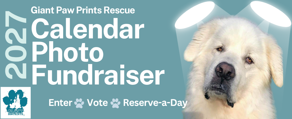 Banner for Giant Paw Prints 2027 Calendar Photo Contest