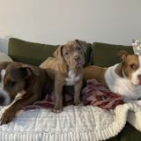 Entry image for Nitro, Dixie & Opal